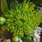 Florist's Choice New Baby Bouquet