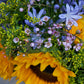 Florist's Choice Seasonal Hand Tied Bouquet In Aqua Box (Pictured £35)