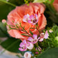 Florist's Choice Hand Tied Bouquet In Aqua Box (Pictured £20)