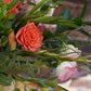 Florist's Choice Seasonal Hand Tied Arrangement In Hailey Glass Jar