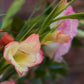 Florist's Choice Seasonal Hand Tied Arrangement In Hailey Glass Jar