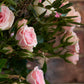 Rose Hand Tied Bouquet (Pictured £40)