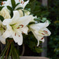 Lily & Rose Hand Tied Bouquet (Pictured £25)